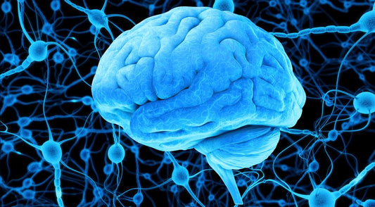 Brain's Hidden Wiring: What Neuroscience Reveals About Your Mind